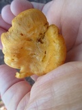 Cantharellus ignicolor image