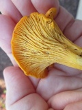 Cantharellus ignicolor image