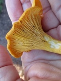 Cantharellus ignicolor image