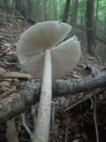 Amanita magna image