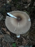 Amanita magna image