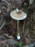 Amanita magna image