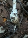 Amanita magna image