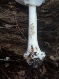 Amanita brunnescens image