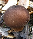 Lycoperdon umbrinum image