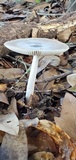 Amanita sect. Vaginatae image