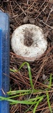 Lactarius piperatus image