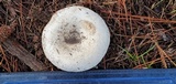 Lactarius piperatus image