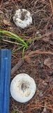 Lactarius piperatus image