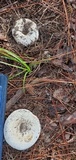 Lactarius piperatus image