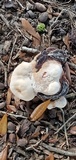 Laetiporus persicinus image