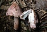 Inocybe adaequata image
