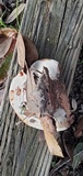 Laetiporus persicinus image