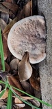 Laetiporus persicinus image
