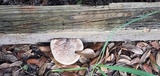Laetiporus persicinus image