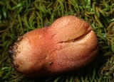 Fistulina hepatica image