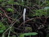 Clavaria acuta image