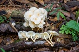 Ripartitella brasiliensis image