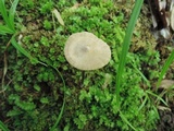 Entoloma conicum image