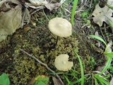 Entoloma conicum image