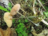 Entoloma conicum image