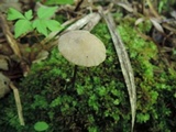 Entoloma conicum image