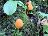 Entoloma quadratum image