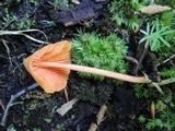 Entoloma quadratum image