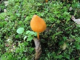 Entoloma quadratum image