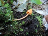 Entoloma quadratum image
