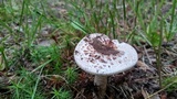 Amanita pseudovolvata image