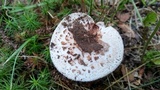 Amanita pseudovolvata image