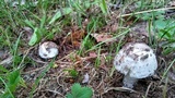Amanita pseudovolvata image