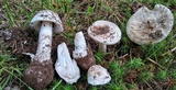 Amanita pseudovolvata image