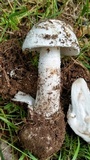 Amanita pseudovolvata image
