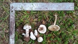 Amanita pseudovolvata image