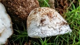 Amanita pseudovolvata image