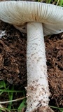 Amanita pseudovolvata image