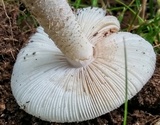 Amanita pseudovolvata image