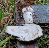 Amanita pseudovolvata image