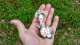 Amanita pseudovolvata image