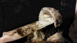 Amanita pseudovolvata image