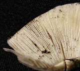Amanita pseudovolvata image