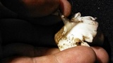 Amanita pseudovolvata image