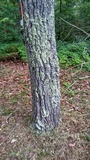 Amanita pseudovolvata image