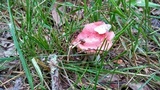 Amanita pseudovolvata image