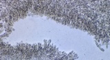 Amanita pseudovolvata image