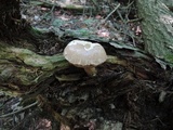 Tylopilus felleus image