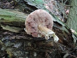 Tylopilus felleus image