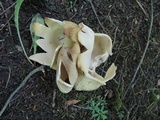 Sarcosphaera coronaria image